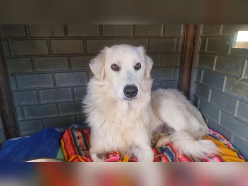 Sanfte Bella sucht geduldige Leute