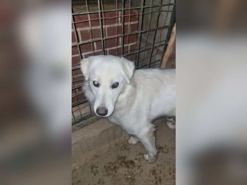 Sanfte Bella sucht geduldige Leute