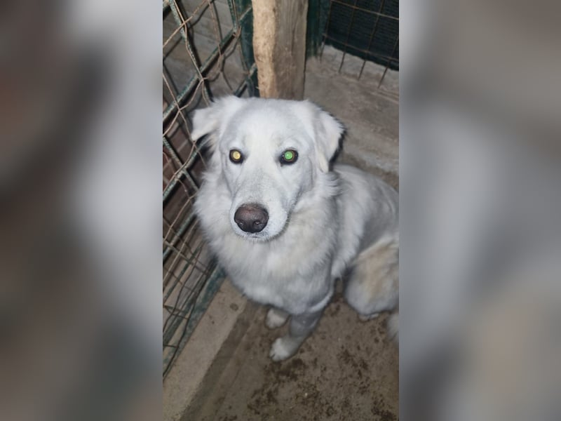 Sanfte Bella sucht geduldige Leute