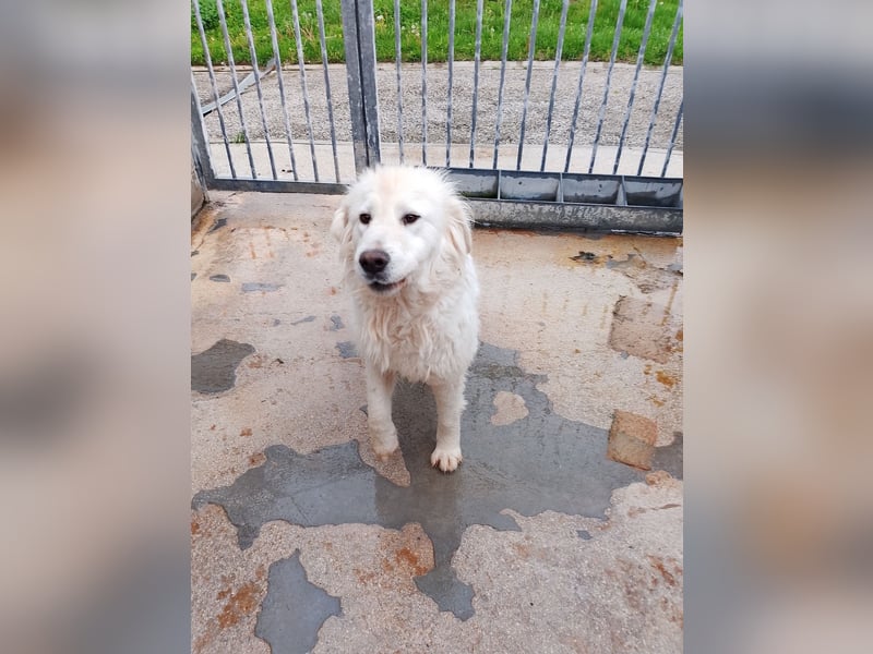 Gemma – ein wunderhübsches ‚Entlein‘