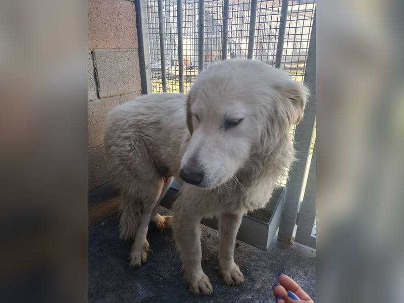 Gemma – ein wunderhübsches ‚Entlein‘