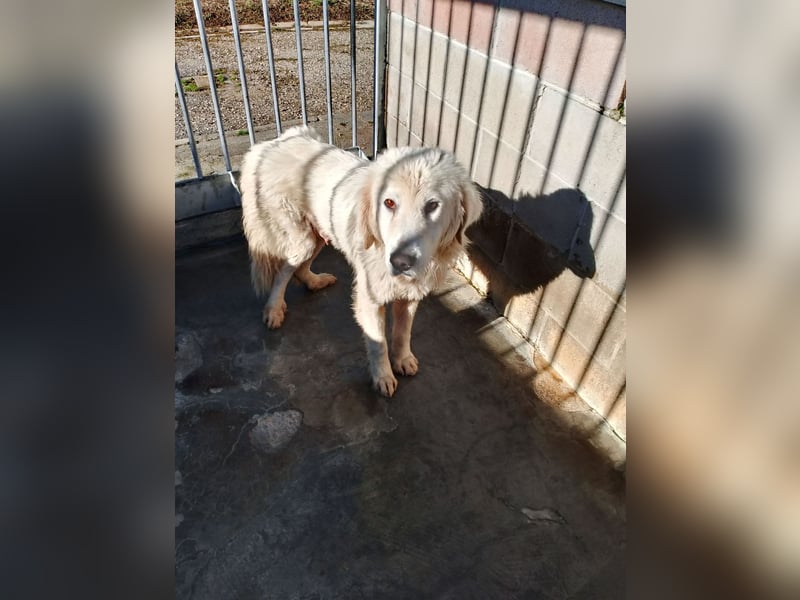 Gemma – ein wunderhübsches ‚Entlein‘