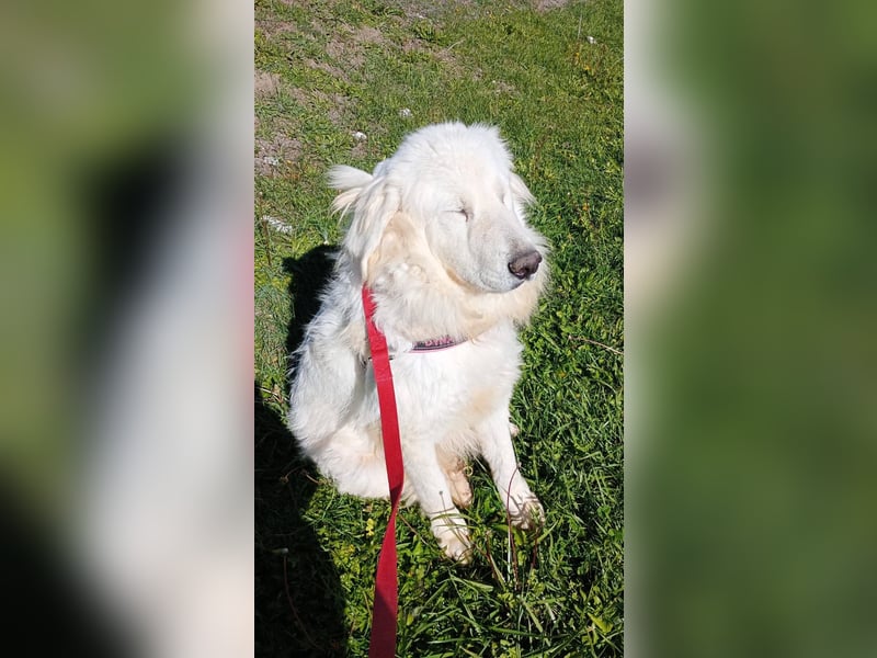 Gemma – ein wunderhübsches ‚Entlein‘