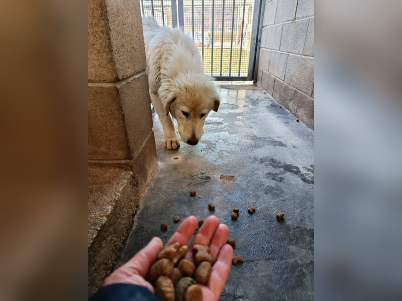Gemma – ein wunderhübsches ‚Entlein‘