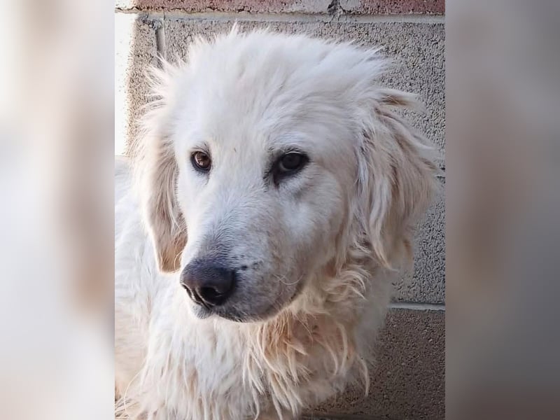 Gemma – ein wunderhübsches ‚Entlein‘