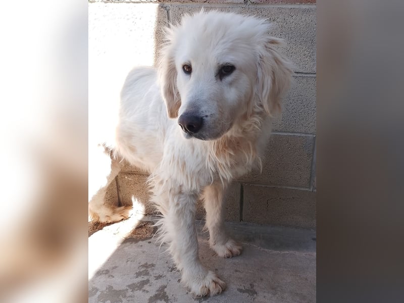 Gemma – ein wunderhübsches ‚Entlein‘