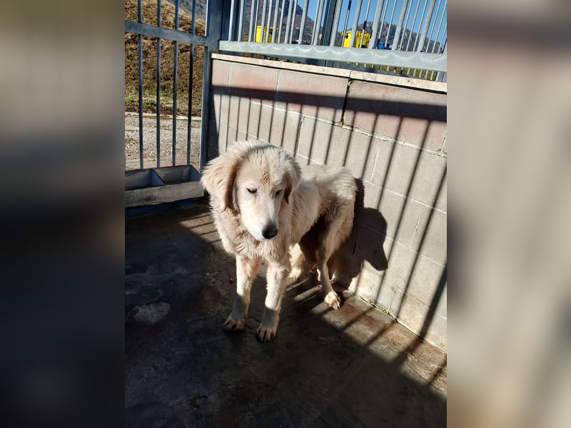 Gemma – ein wunderhübsches ‚Entlein‘