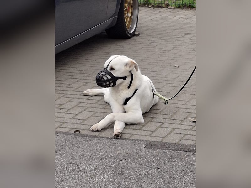 Lucio: wo bist du, der mich liebt?
