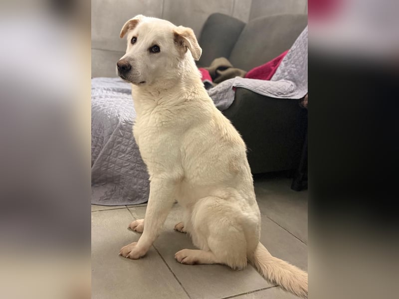 Lucio - wo bist du, der mich liebt?