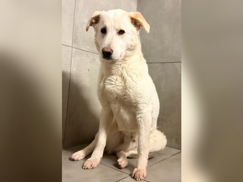 Lucio - wo bist du, der mich liebt?