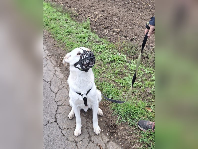 Lucio: wo bist du, der mich liebt?