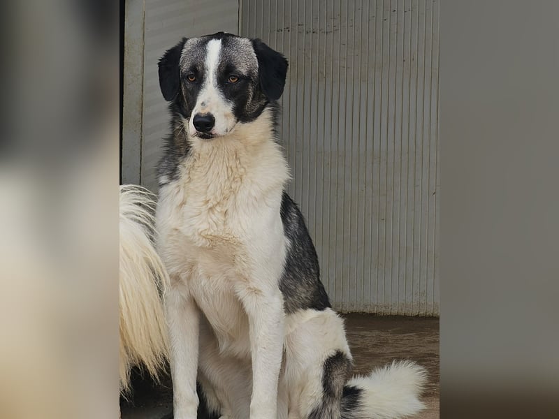 Francia - tolles Maremmano-Mädchen