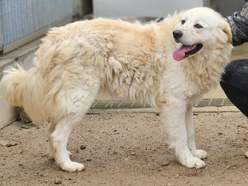 Artu - einfach nur toll