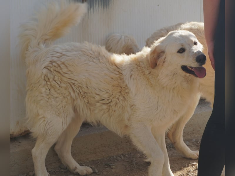 Artu - einfach nur toll