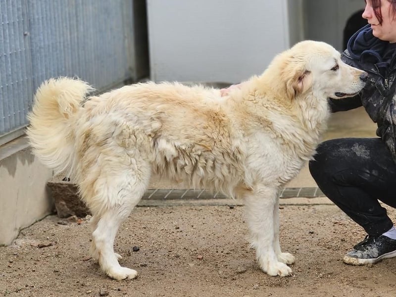 Artu - einfach nur toll