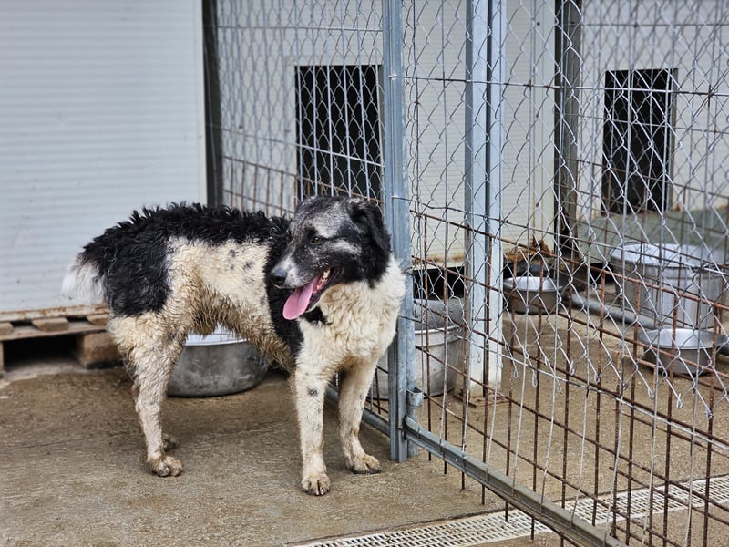 Ferdinando - ein Herz, das es zu erobern gilt