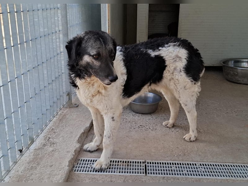 Ferdinando - ein Herz, das es zu erobern gilt