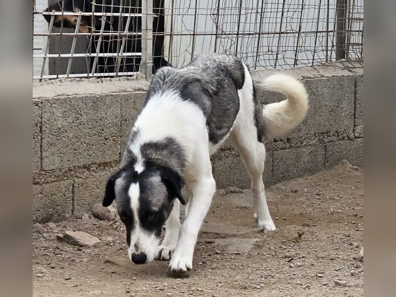 Francia - tolles Maremmano-Mädchen