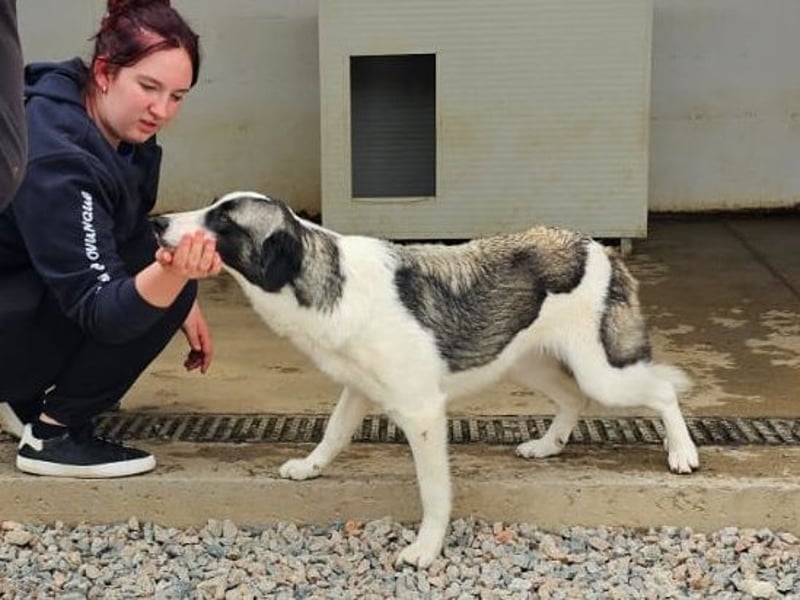 Francia - tolles Maremmano-Mädchen