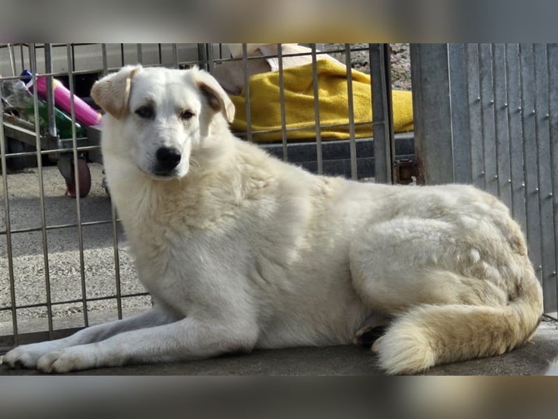 Franco - sucht herdenschutzhunderfahrene Menschen