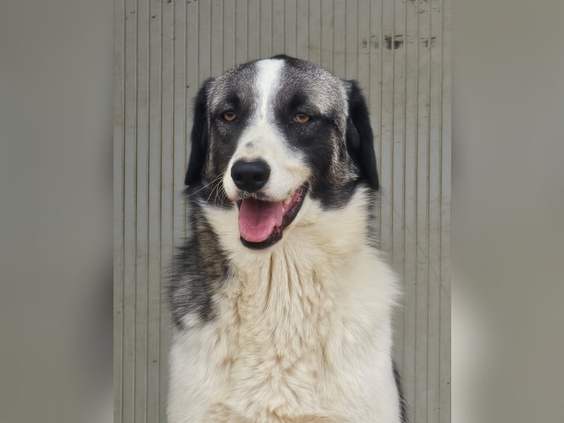 Francia - tolles Maremmano-Mädchen