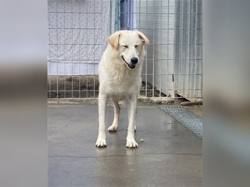 Franco - sucht herdenschutzhunderfahrene Menschen