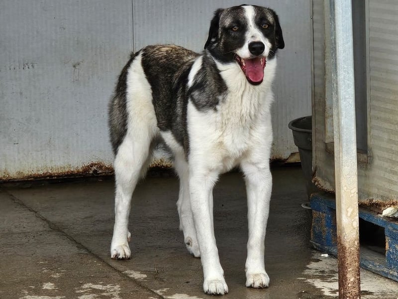 Francia - tolles Maremmano-Mädchen