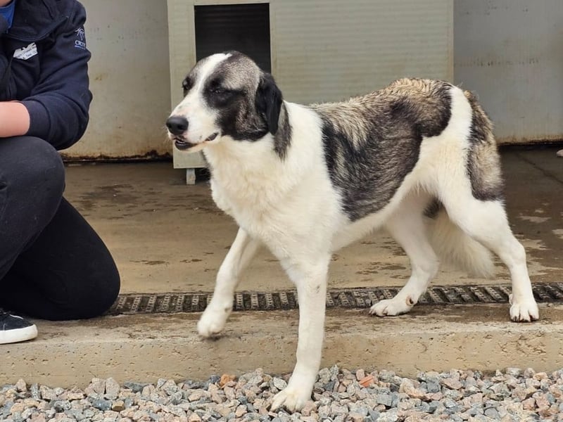 Francia - tolles Maremmano-Mädchen