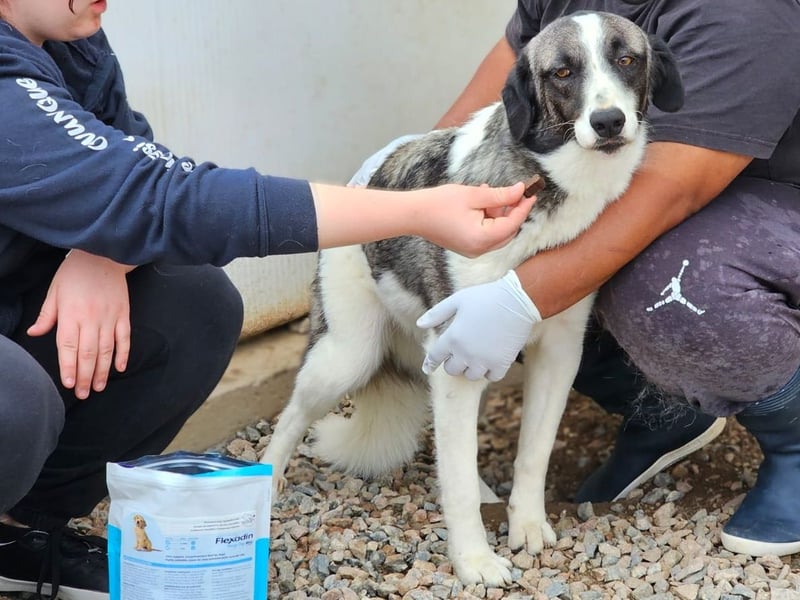 Francia - tolles Maremmano-Mädchen