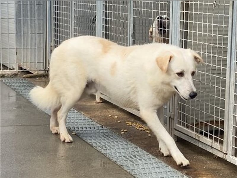 Franco - sucht herdenschutzhunderfahrene Menschen