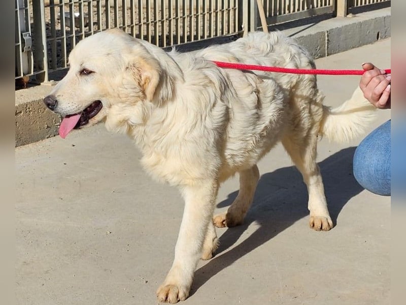 Asix - Zwischen Sehnsucht und Zurückhaltung