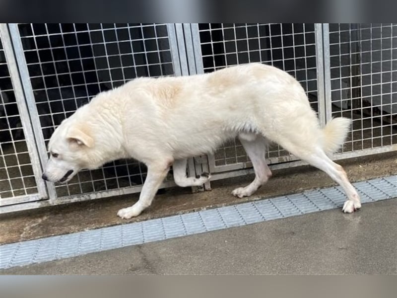 Franco - sucht herdenschutzhunderfahrene Menschen