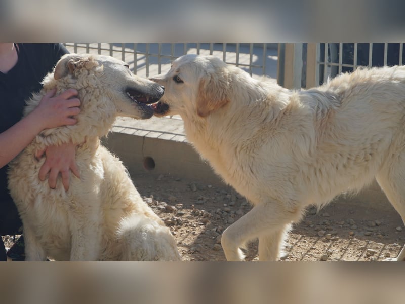 Artu - einfach nur toll