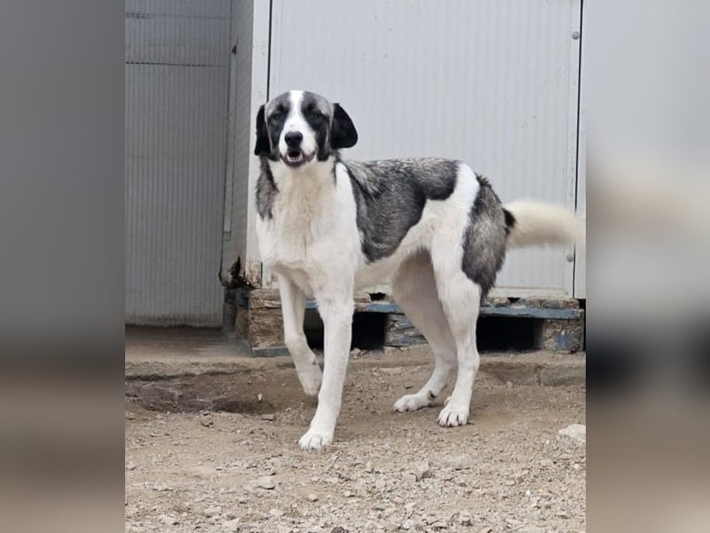 Francia - tolles Maremmano-Mädchen