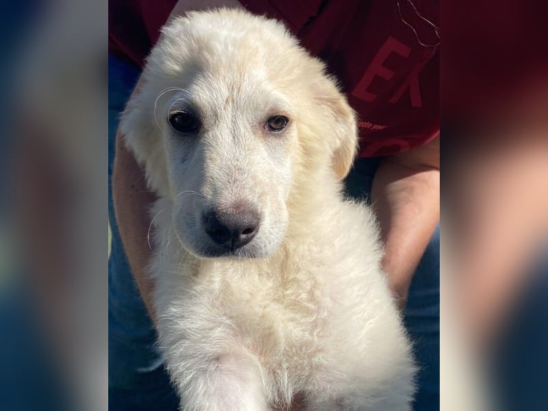 Asix - Zwischen Sehnsucht und Zurückhaltung