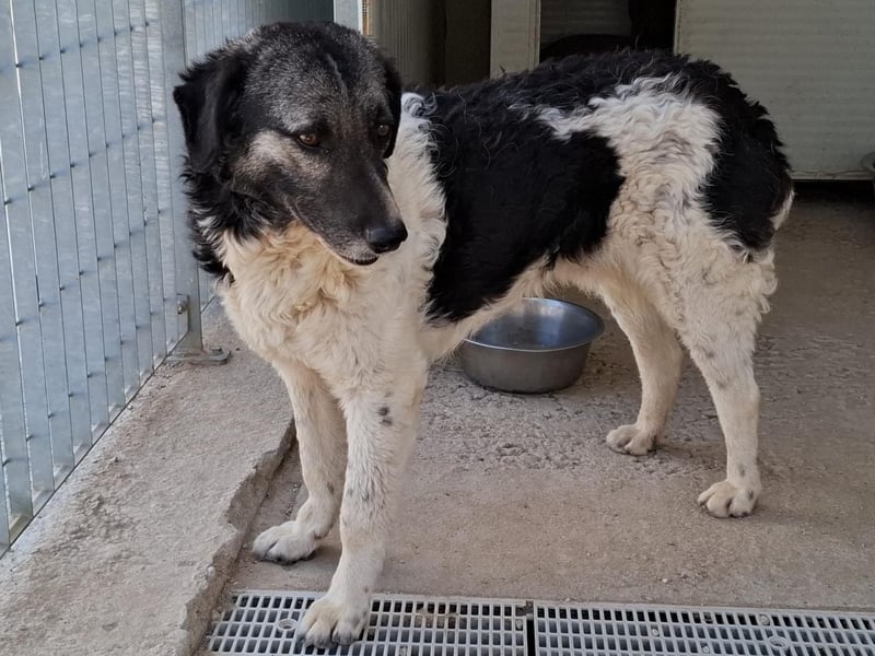 Ferdinando - ein Herz, das es zu erobern gilt