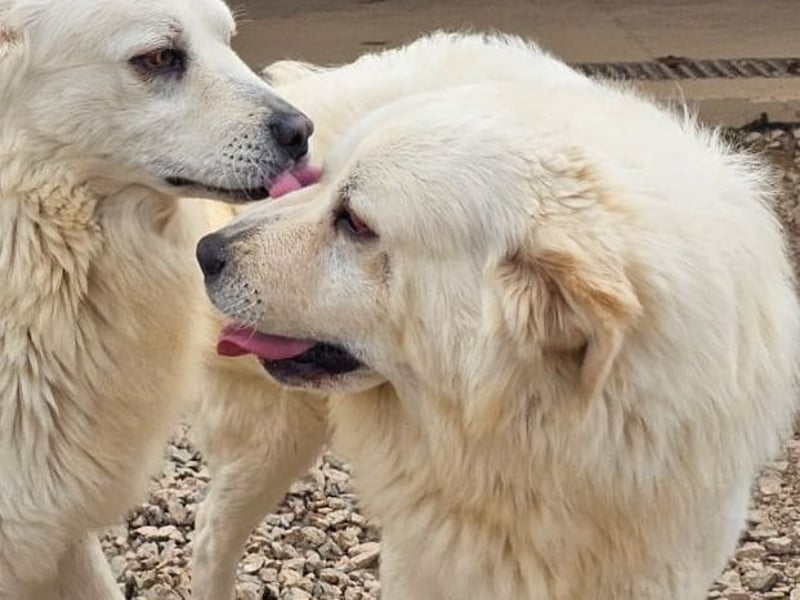 Asix - Zwischen Sehnsucht und Zurückhaltung