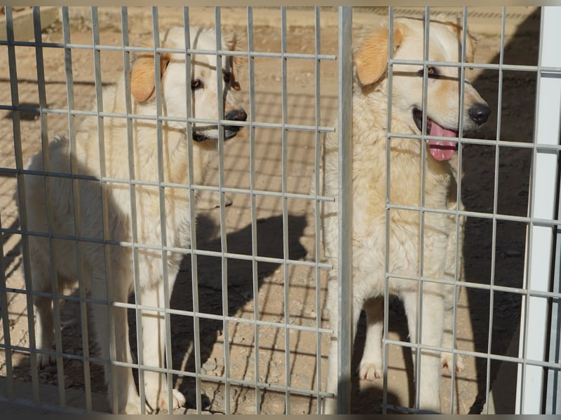 Artu - einfach nur toll