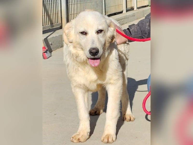 Asix - Zwischen Sehnsucht und Zurückhaltung