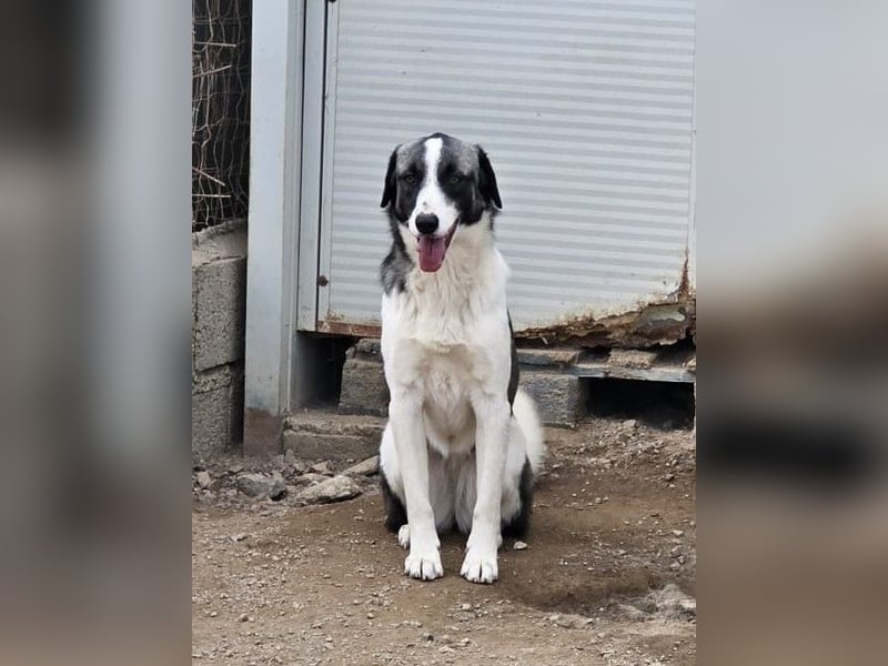 Francia - tolles Maremmano-Mädchen