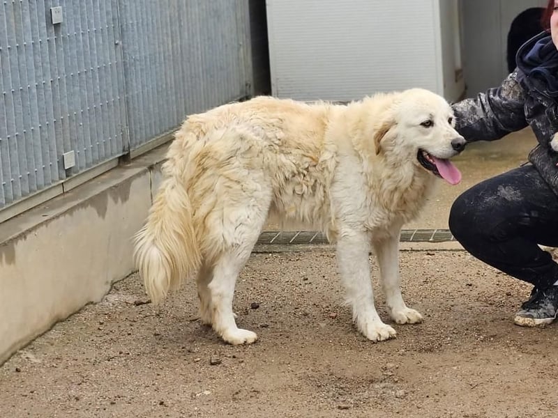 Artu - einfach nur toll