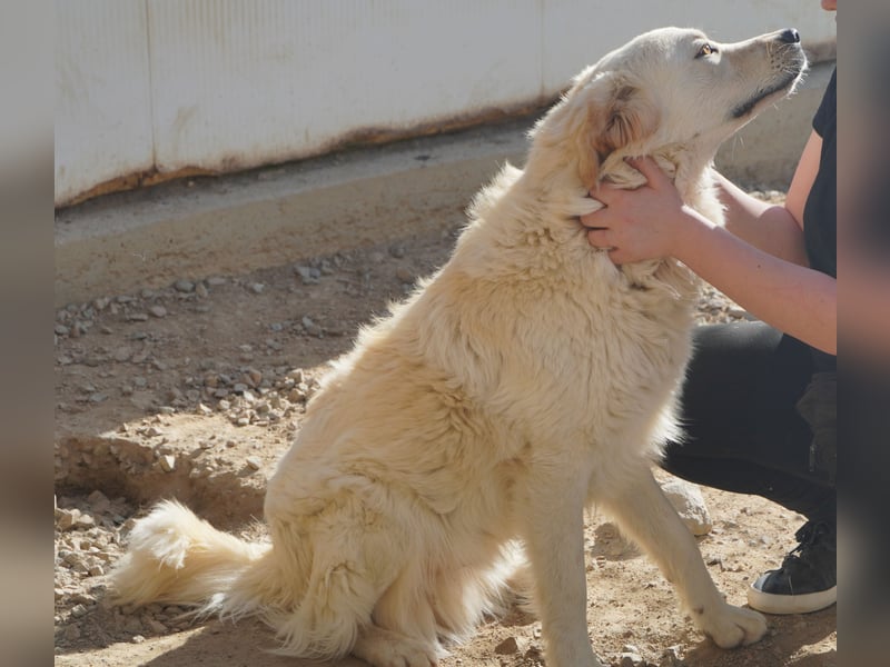 Artu - einfach nur toll