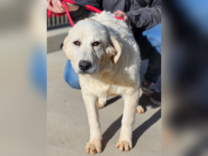 Asix - Zwischen Sehnsucht und Zurückhaltung