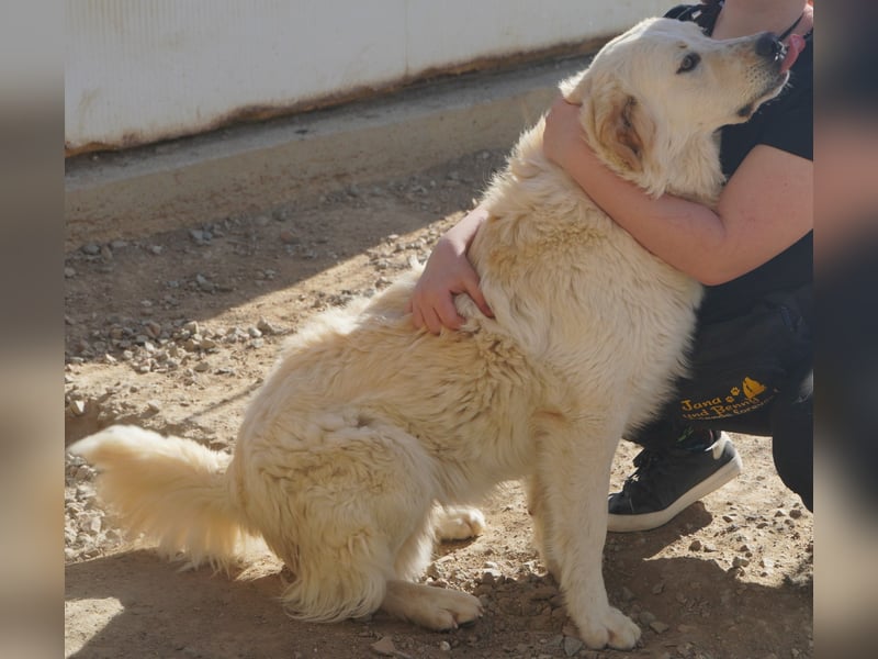 Artu - einfach nur toll