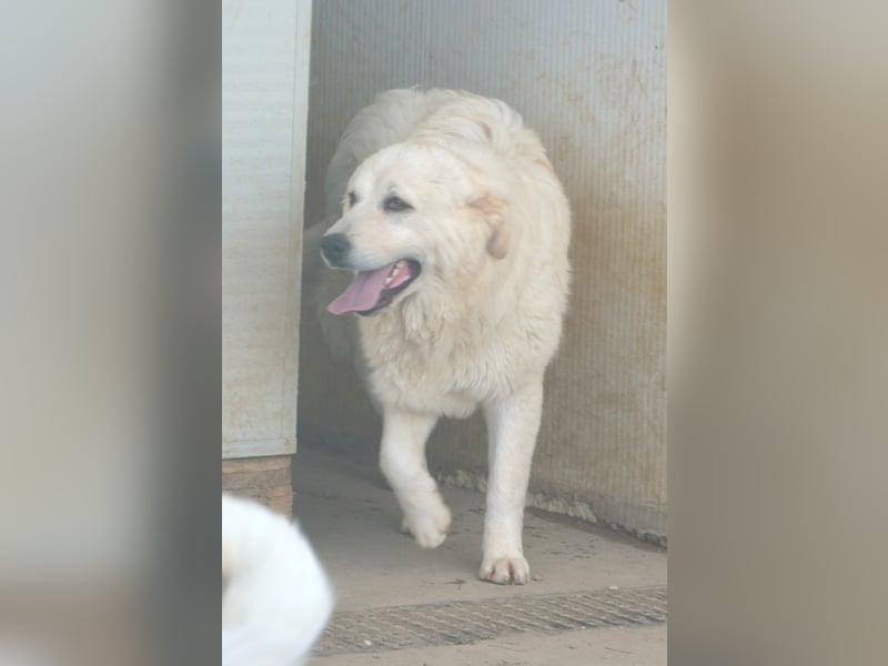 Asix - Zwischen Sehnsucht und Zurückhaltung