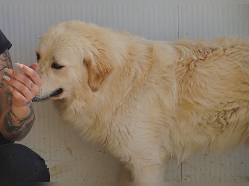 Artu - einfach nur toll