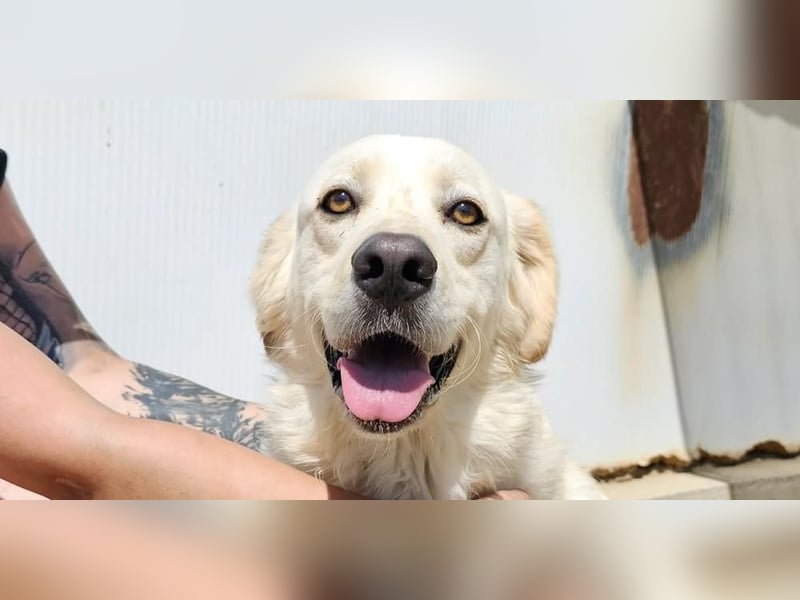 Artu - einfach nur toll