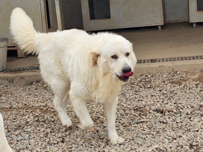 Asix - Zwischen Sehnsucht und Zurückhaltung