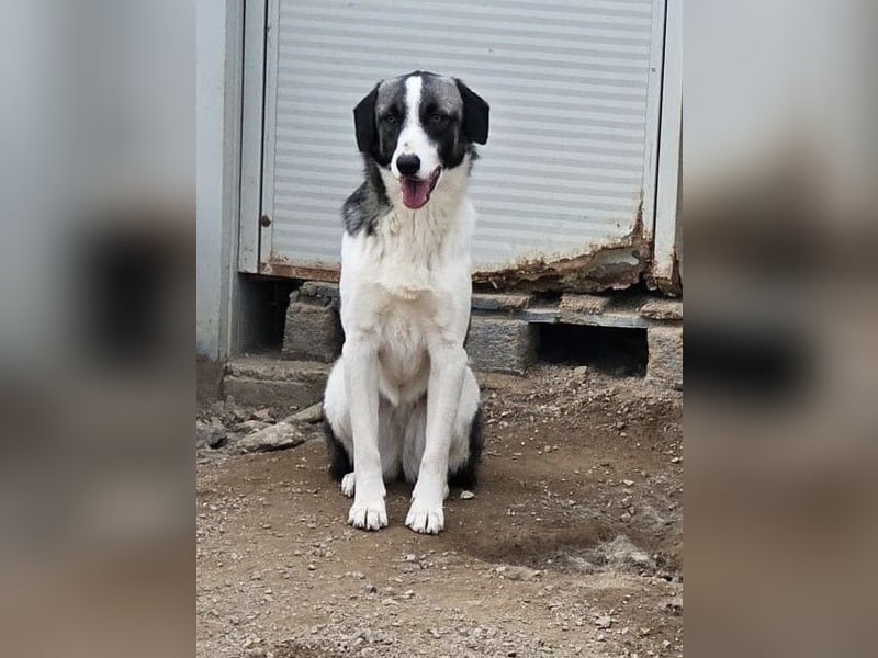 Francia - tolles Maremmano-Mädchen
