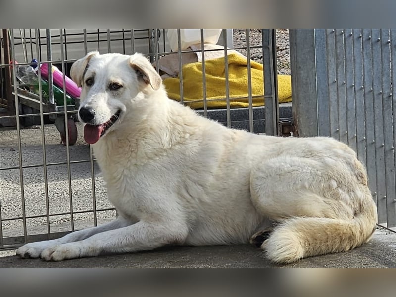 Franco - sucht herdenschutzhunderfahrene Menschen